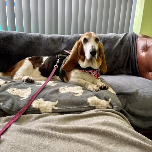 Basset hound in a red bandana settled on the sofa