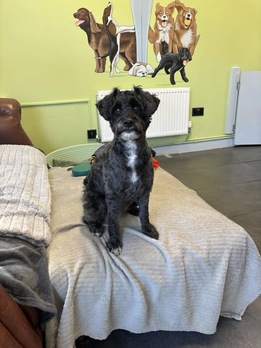 Apricot cockapoo on the grooming table after a full groom