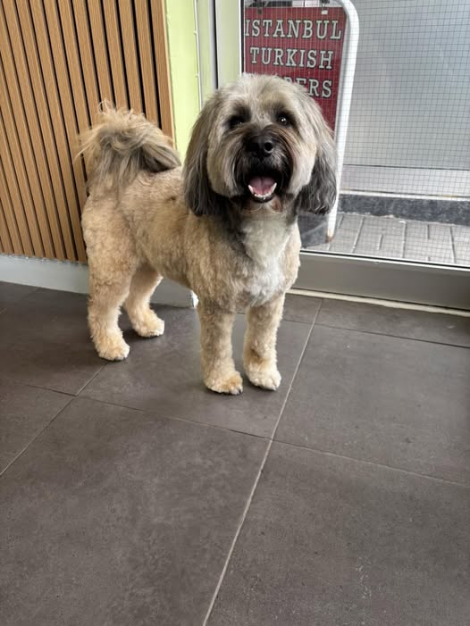 Shaggy Lhasa-type dog smiling after a tidy up