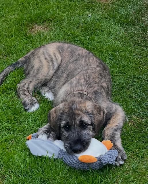 Brindle wolfhound puppy lying on the grass with a toy