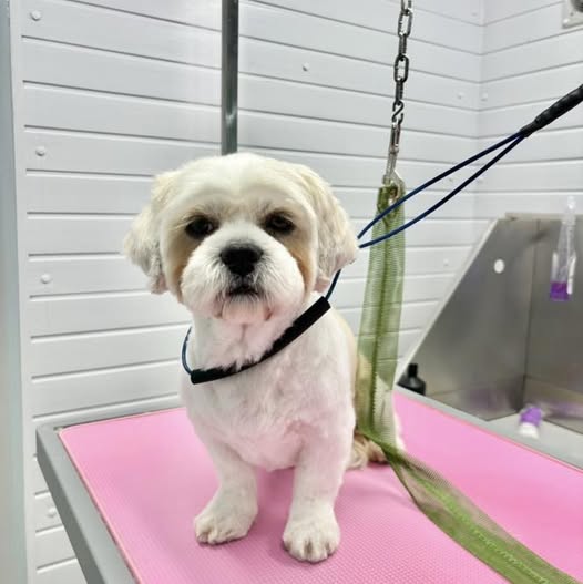 Cream and white Shih Tzu freshly clipped